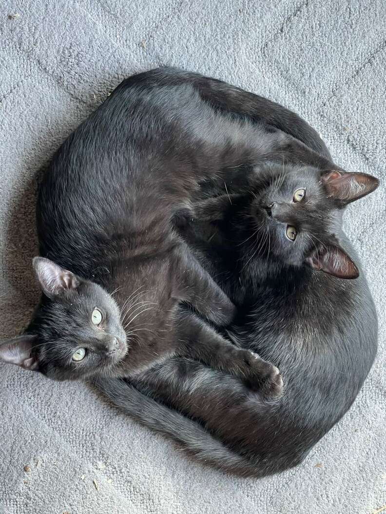 kittens