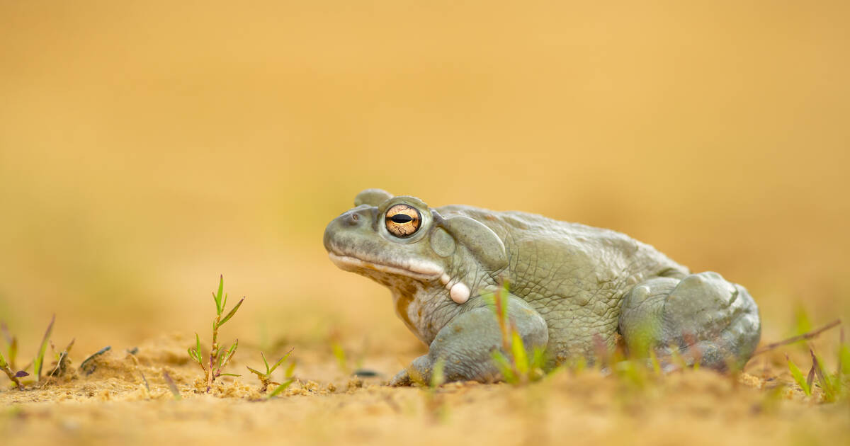 National Park Service urges visitors not to lick toxic psychedelic toads