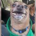 dog walrus teeth
