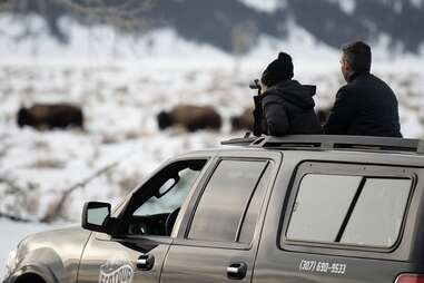 people watching wildlife from truck