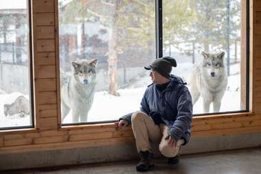 wolves watching at the window