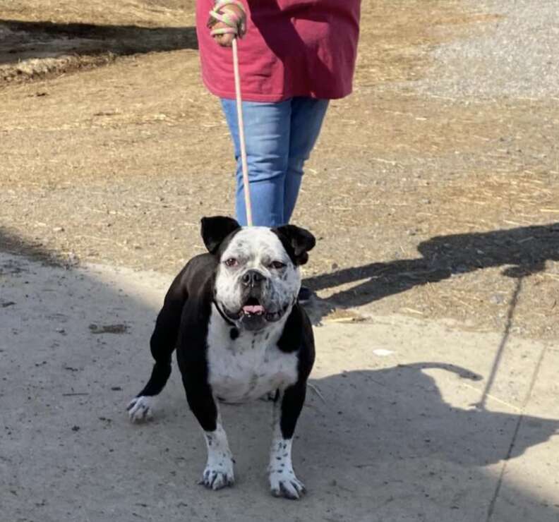 bulldog on leash 