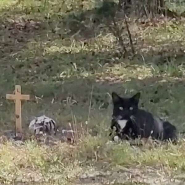 cat sitting on grave 
