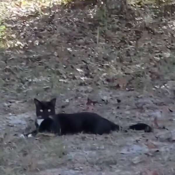 black cat in the dirt