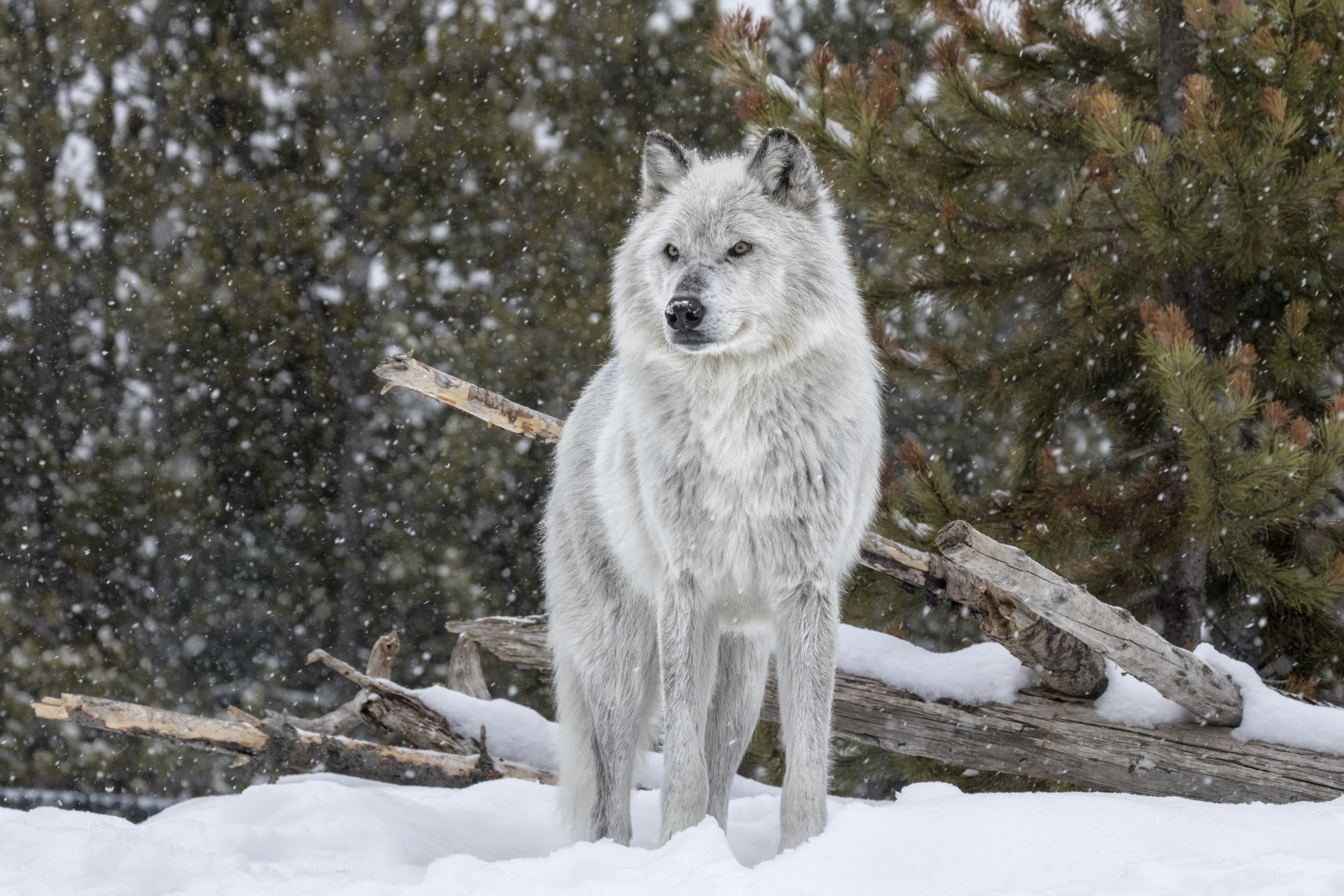 Winter in Yellowstone Means One Thing: Wolf-Spotting