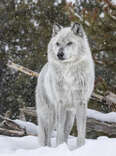 Winter in Yellowstone Means One Thing: Wolf-Spotting