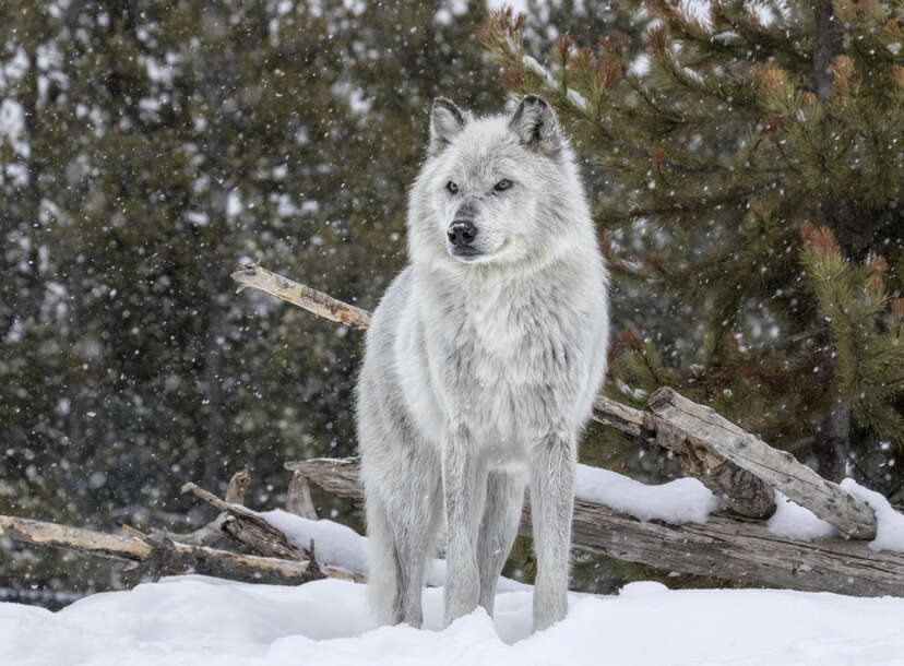 Alpine Wolves Alpine Tundra Wolves