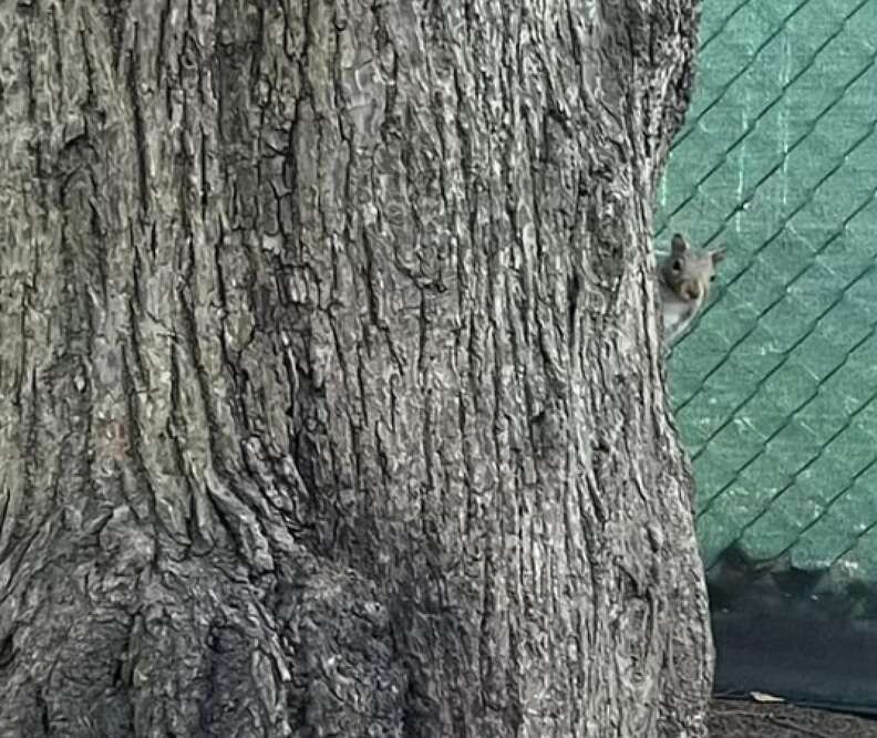 A squirrel climbs up a tree.