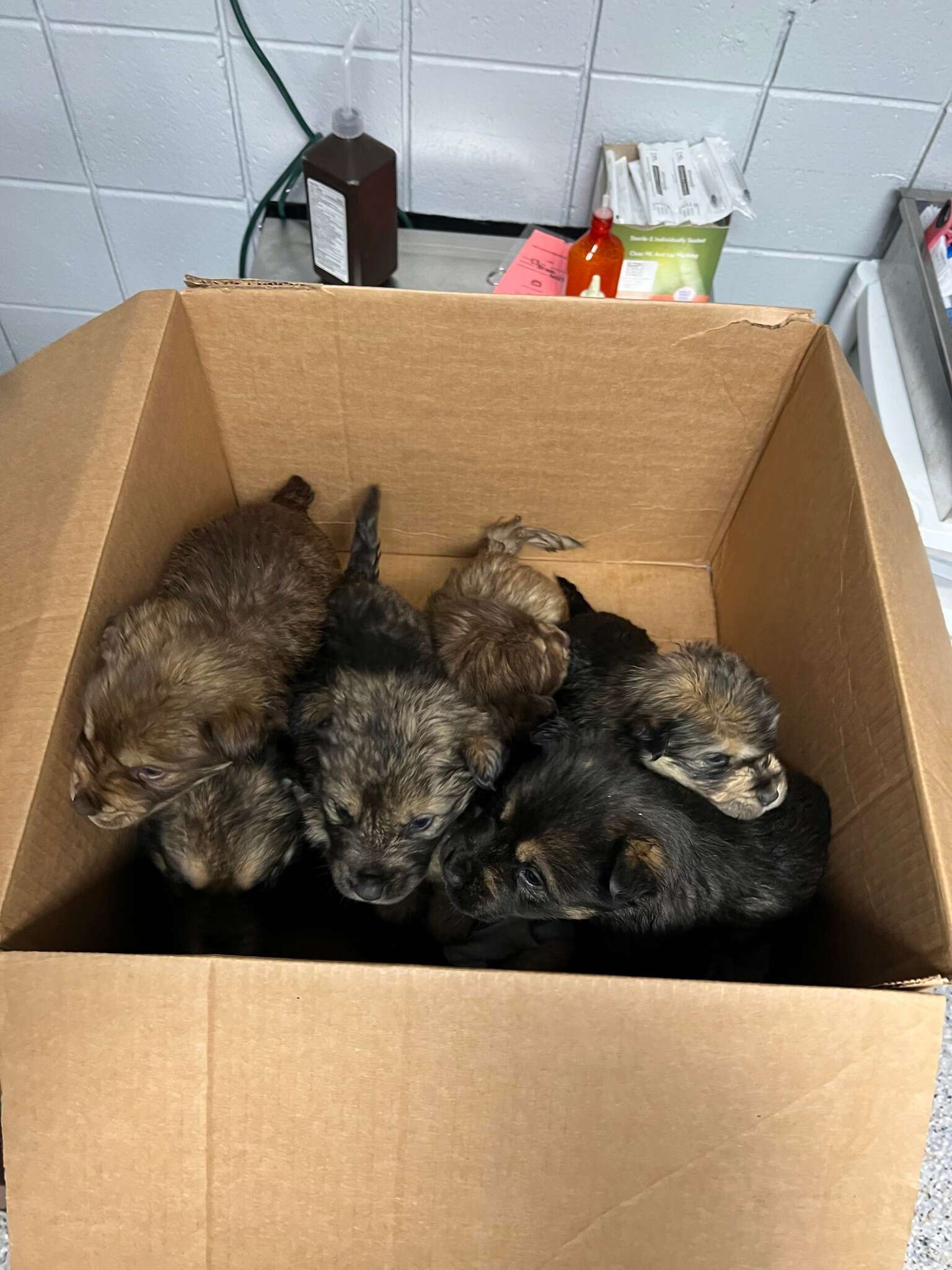 Puppies lay in a cardboard box.