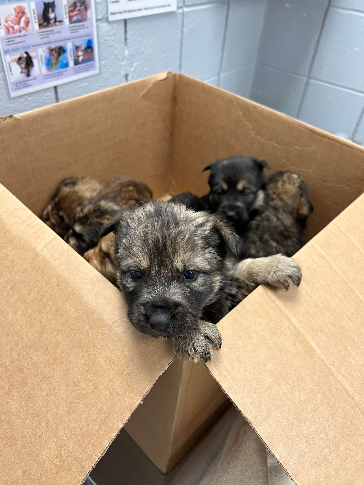 Puppies sit in a cardboard box.