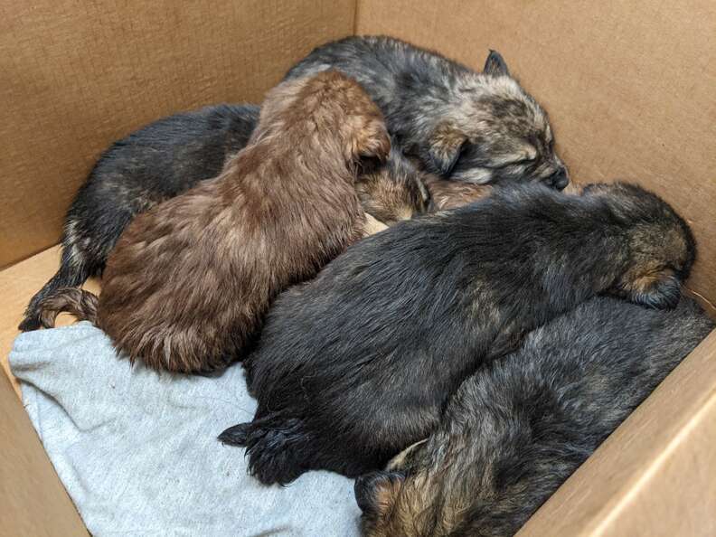 Puppies sleep together in a box.