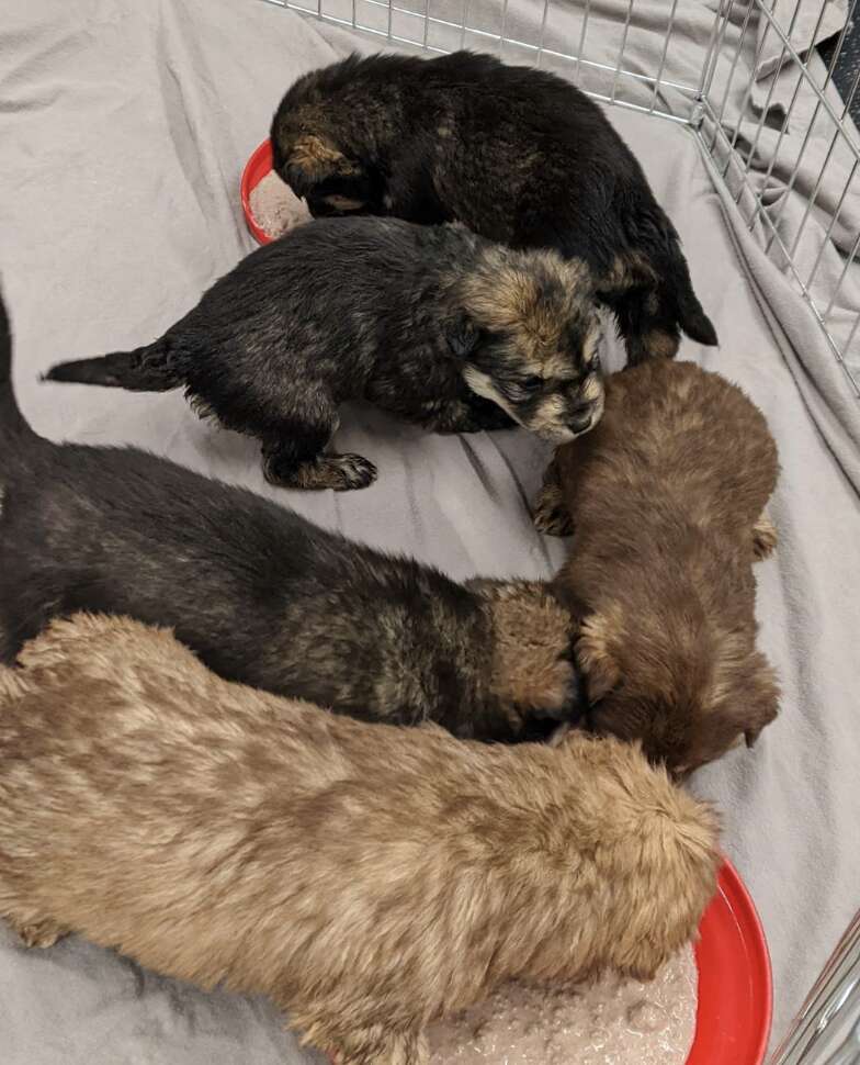 Puppies eat their first warm meal.