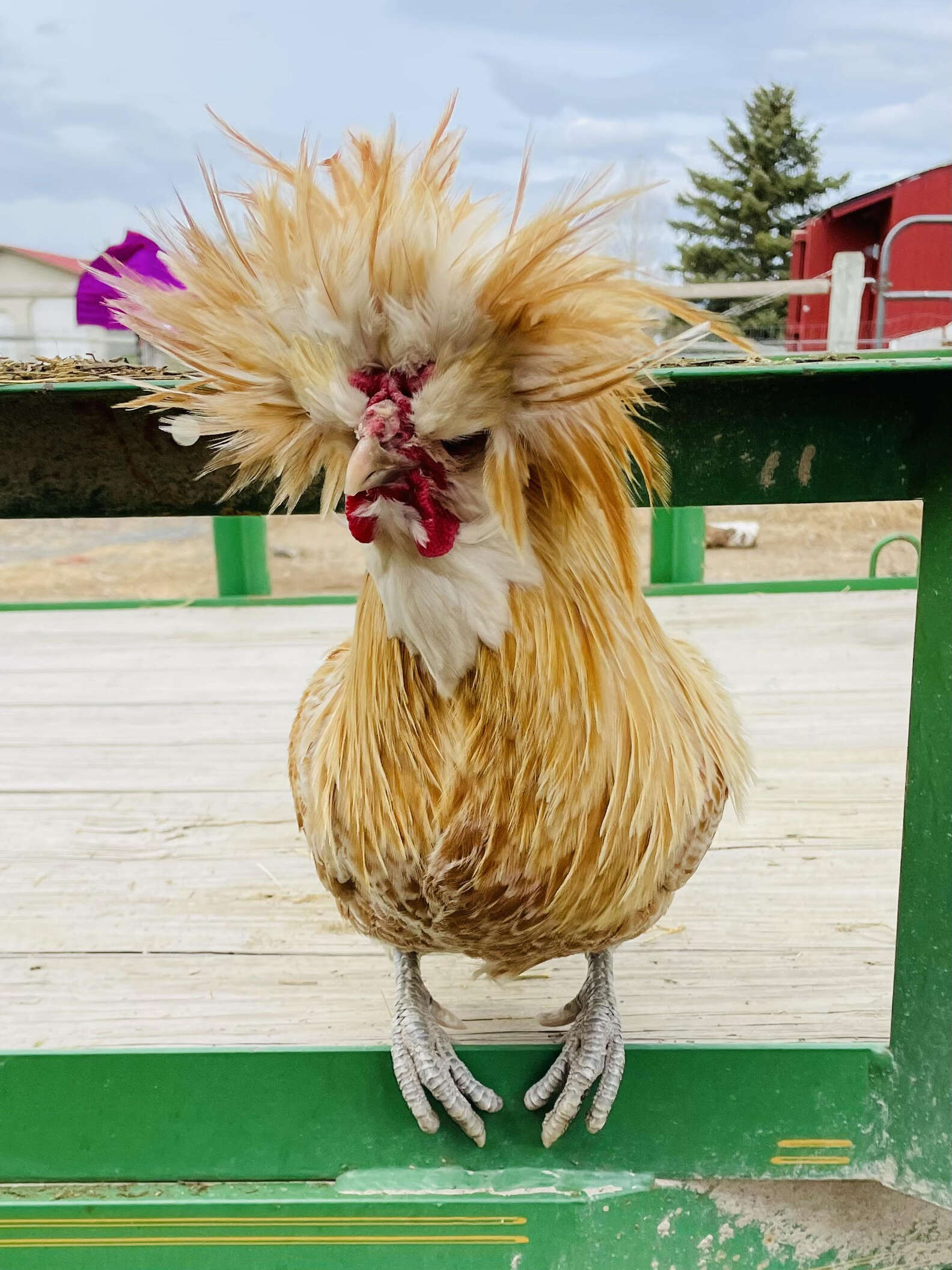 Napping In Random Places Woman Catches Antisocial Rooster Napping In Odd Places - The Dodo
