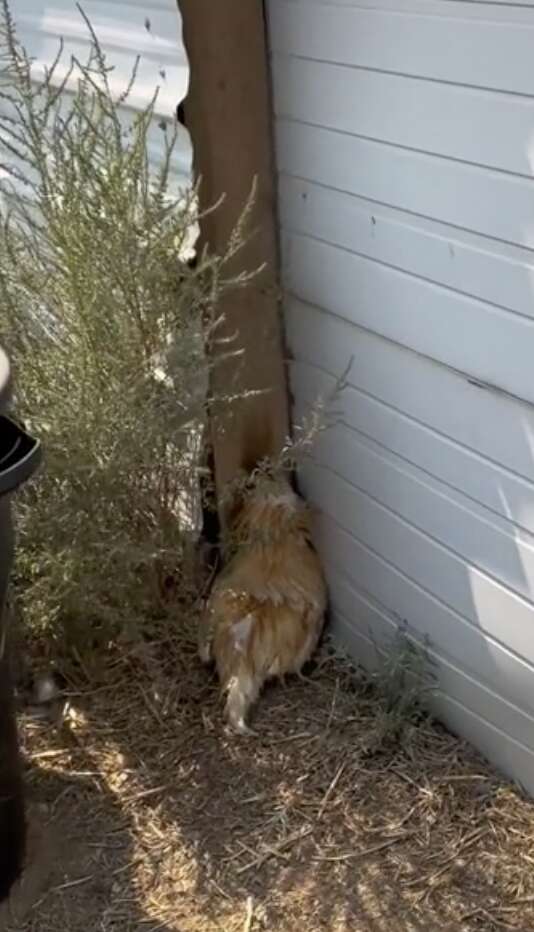 A rooster naps against a building.