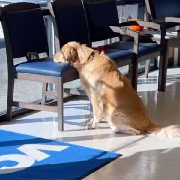 dog watching video on phone