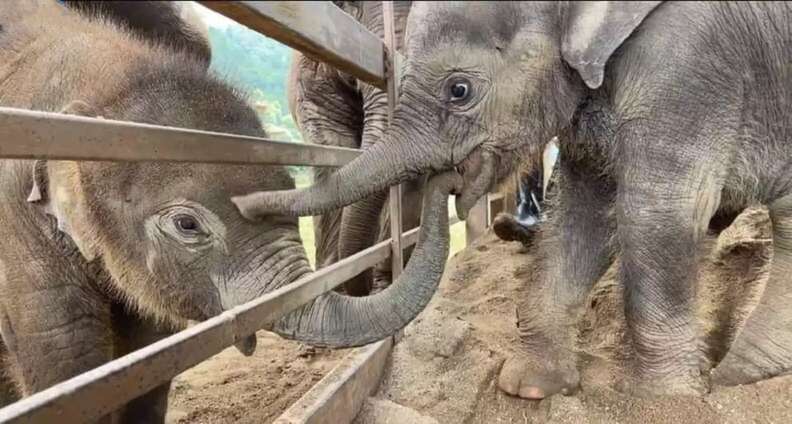 Baby Rescue Elephant Runs Over To Comfort New Friend With A ...