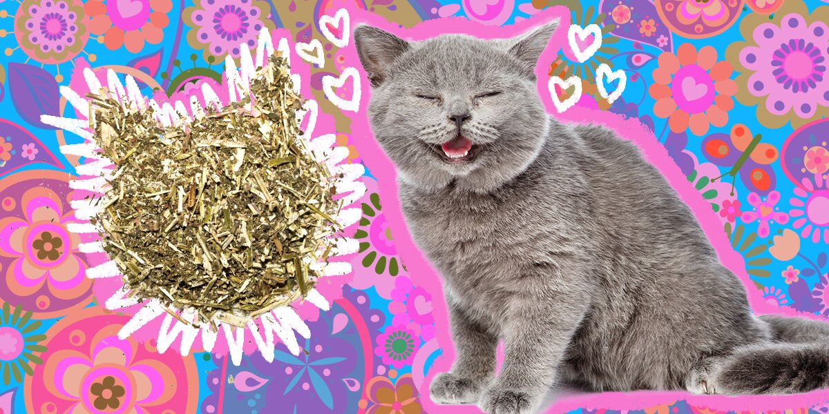 Why Do Cats Like Catnip So Much? A Vet Explains - DodoWell - The Dodo