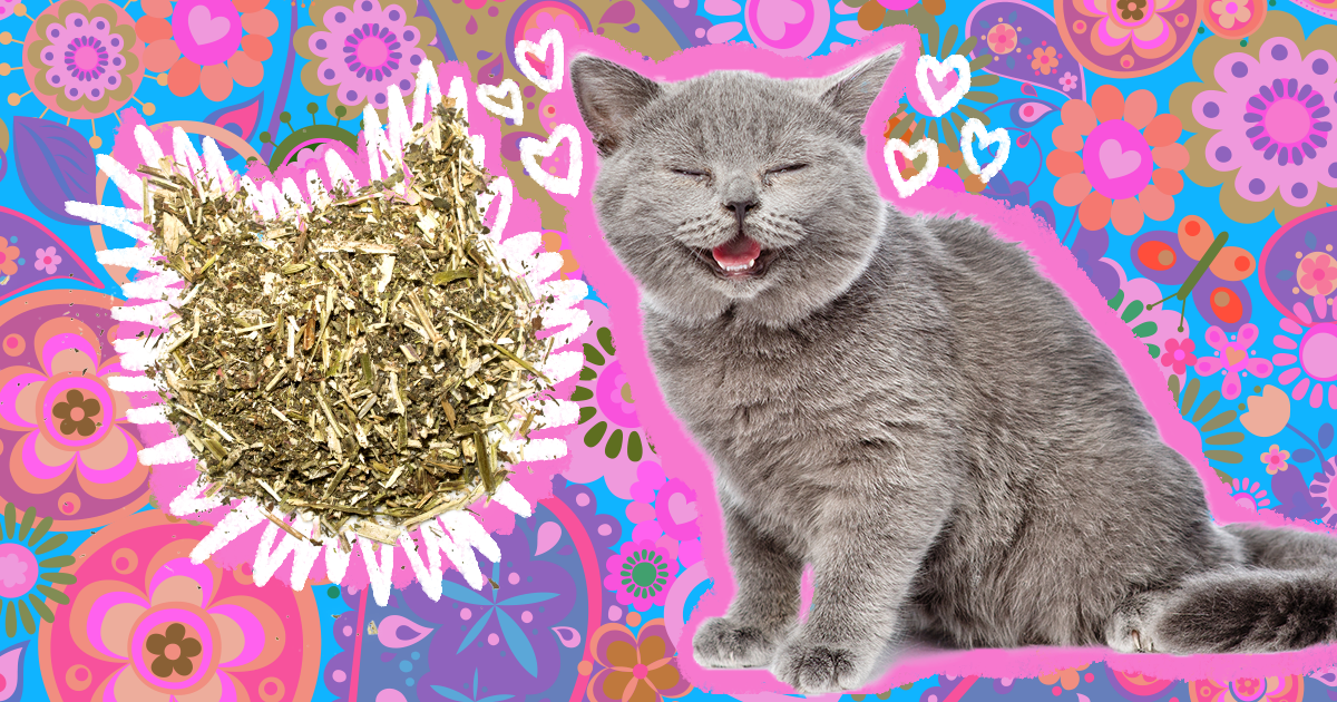 Does Catnip Really Make Cats 'High'?