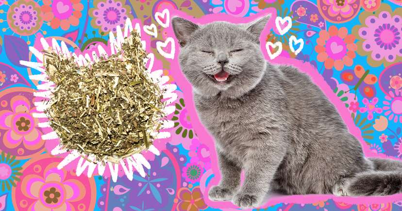 Why Do Cats Love To Roll Around In Catnip