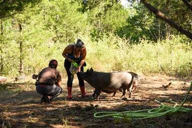 Central Texas Pig Rescue