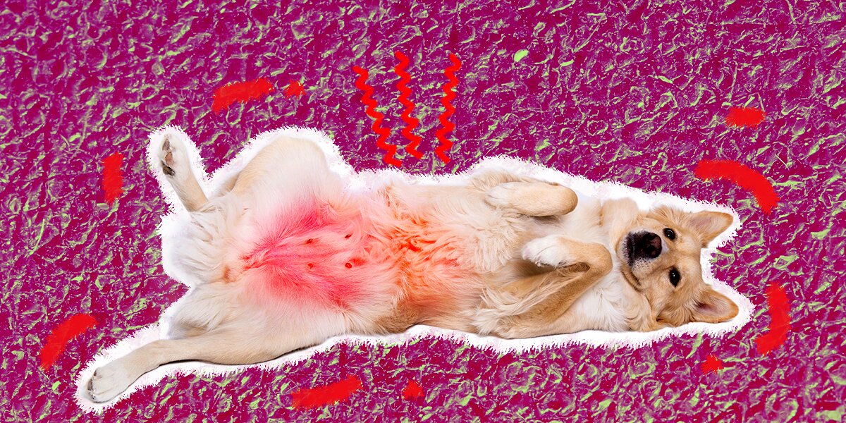 Dog belly 2025 rash home remedies