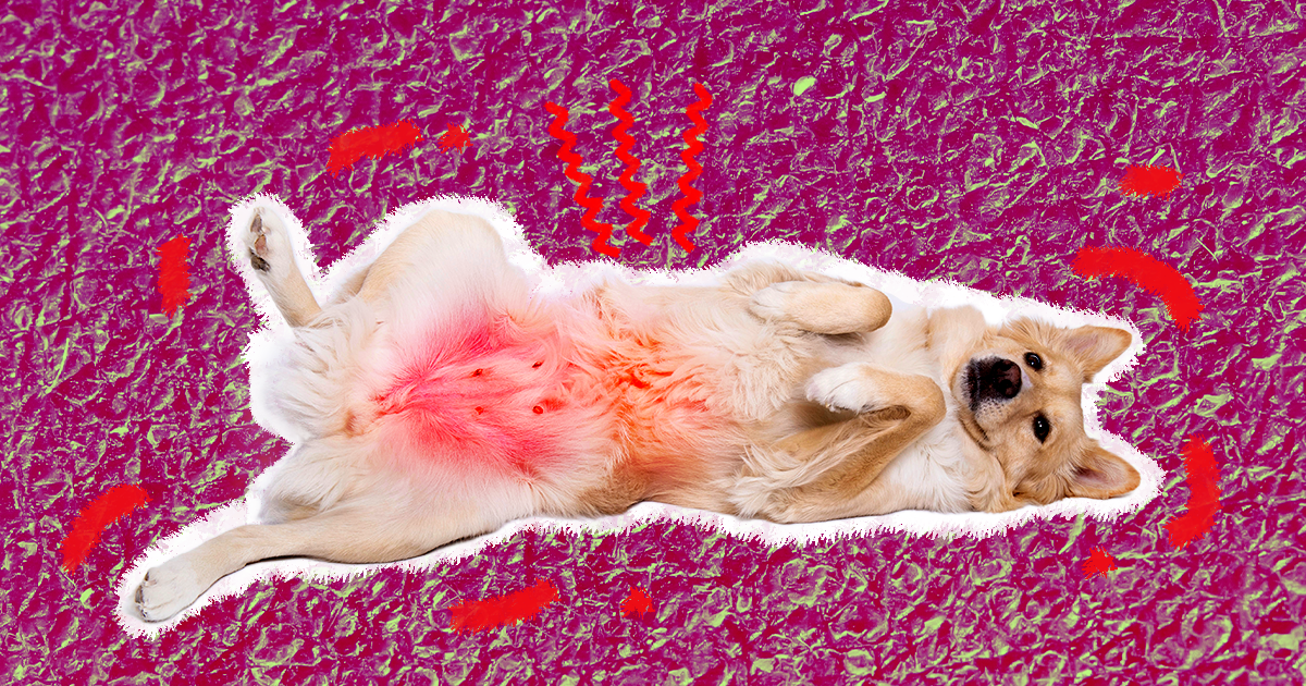 Dog Heat Rash: Treating Heat Rash On A Dog's Belly Dutch | atelier-yuwa ...