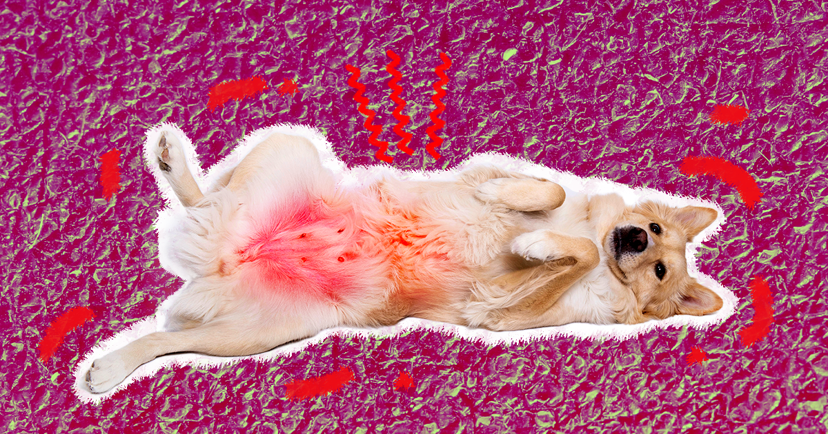 Dog Rash On Belly What It Can Mean And How To Help 45 OFF