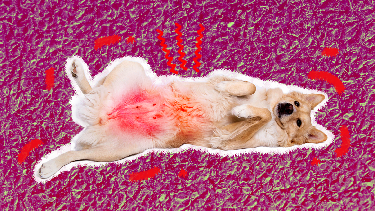 Dog Rash On Belly What It Can Mean And How To Help, According To A Vet