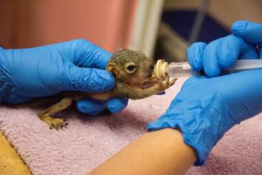 Austin Wildlife Rescue