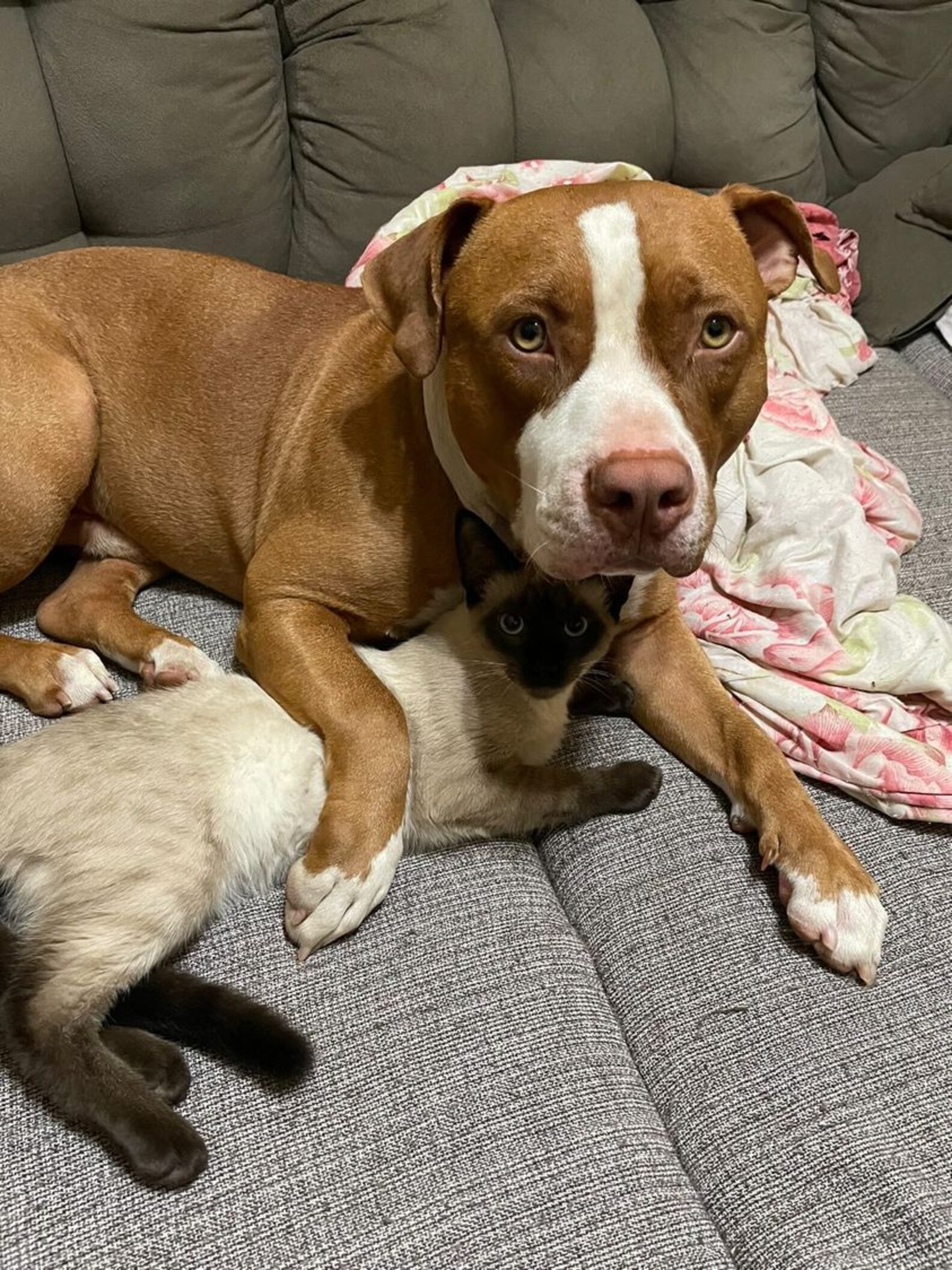 Pit Bull Who 'Hates' Cats Ends Up Adopting One Himself - The Dodo
