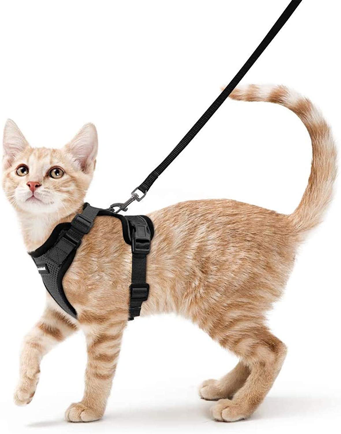 How To Choose a Leash for Your Cat