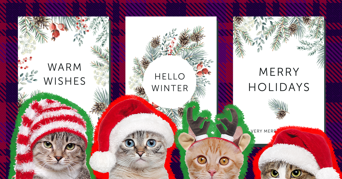Cat Christmas Cards: The Cutest Season's Greetings You Can Send This Year -  DodoWell - The Dodo