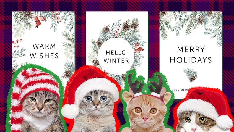 Cat Christmas Cards: The Cutest Season's Greetings You Can Send This Year -  DodoWell - The Dodo