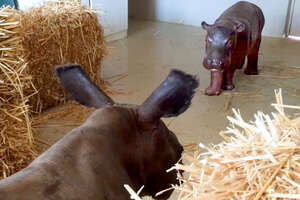 Baby Hippo Raised By Rhinos Meets A Hippo... ❤️