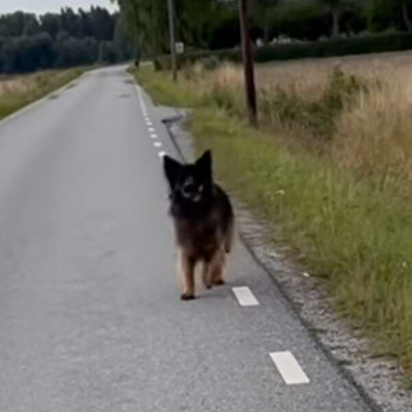 dog walking on road