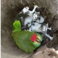 Guy Peeks Into Parrot's Nest And Finds An Unlikely Family