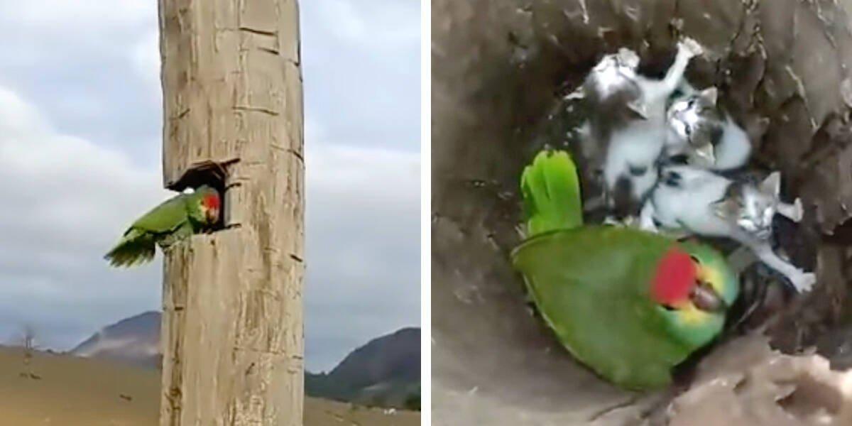 Guy Peeks Into Parrot's Nest And Finds An Unlikely Family - The Dodo