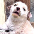 White fur puppy looking into camera