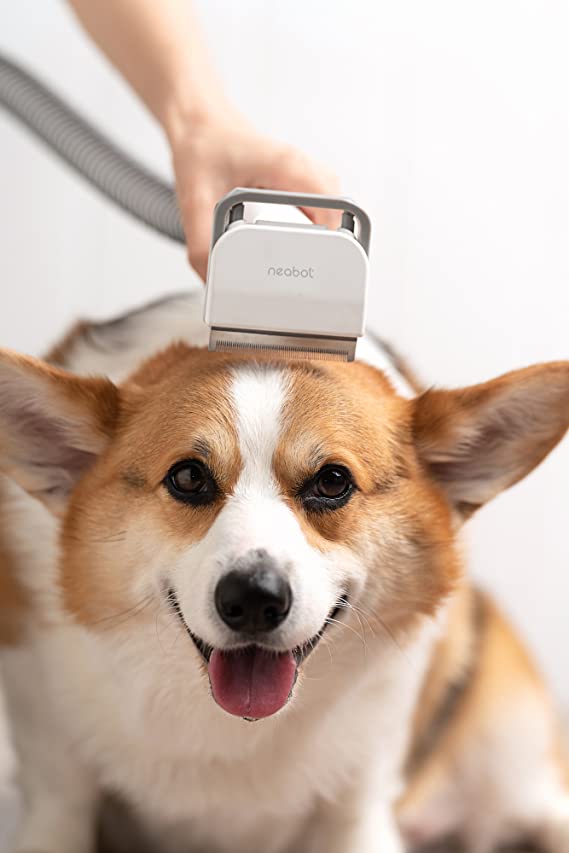 Best Dog Clippers, According To A Professional Groomer - DodoWell - The Dodo
