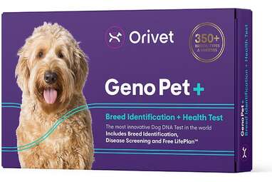 8 Black Friday Cyber Monday Dog DNA Test Deals That Are Too Good To Pass Up DodoWell The Dodo