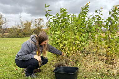 Becky Webster harvests sunchokes at Ukwakhwa