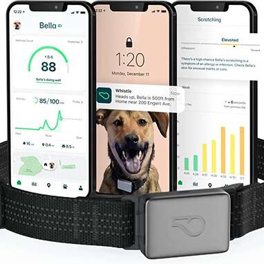 A health report around his neck: Whistle Switch GPS + Health + Fitness - Smart Dog Collar