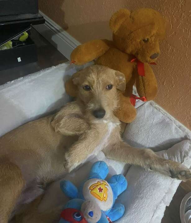 dog in bed with toys