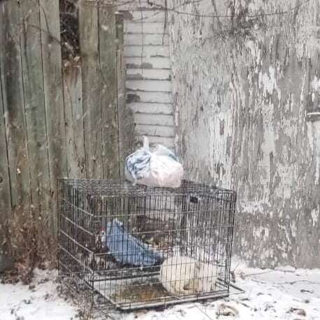 A white dog is curled up in a cage.