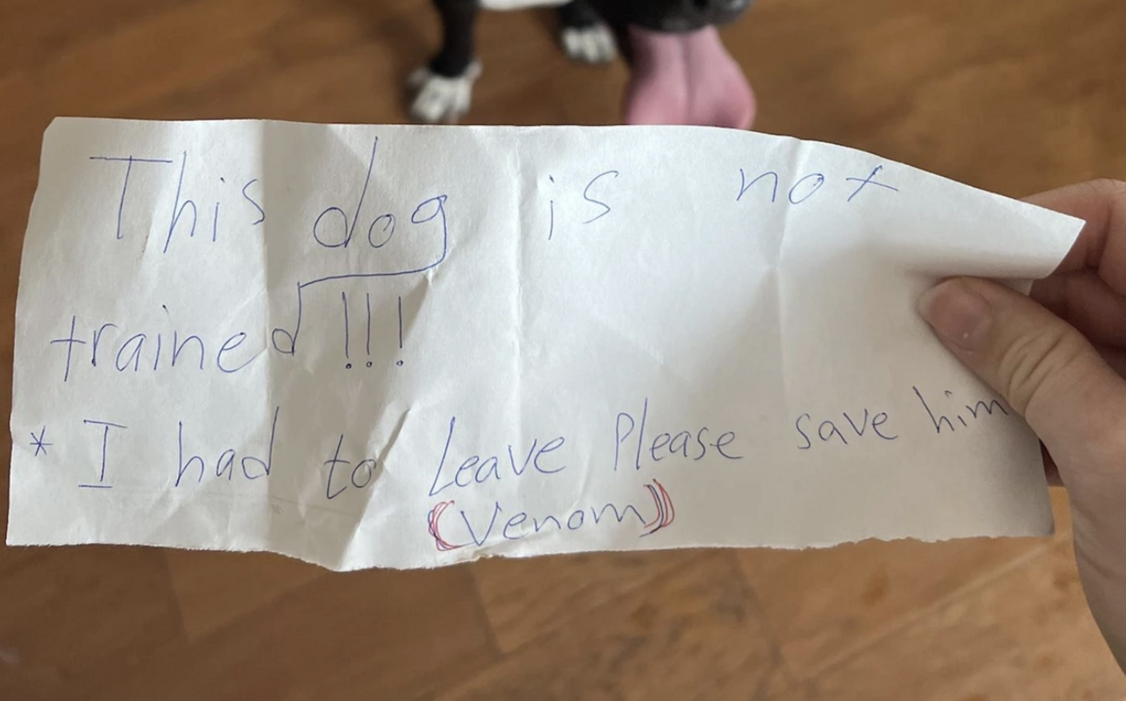 Woman Finds Dog Left All Alone In Park With The Saddest Note - The Dodo