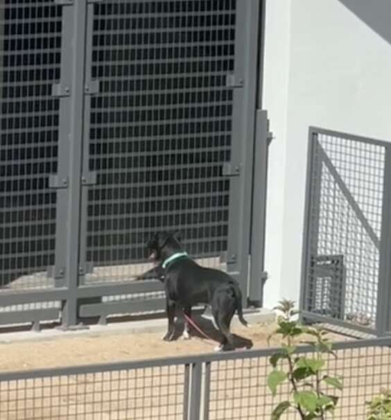 A dog is left in a dog run.