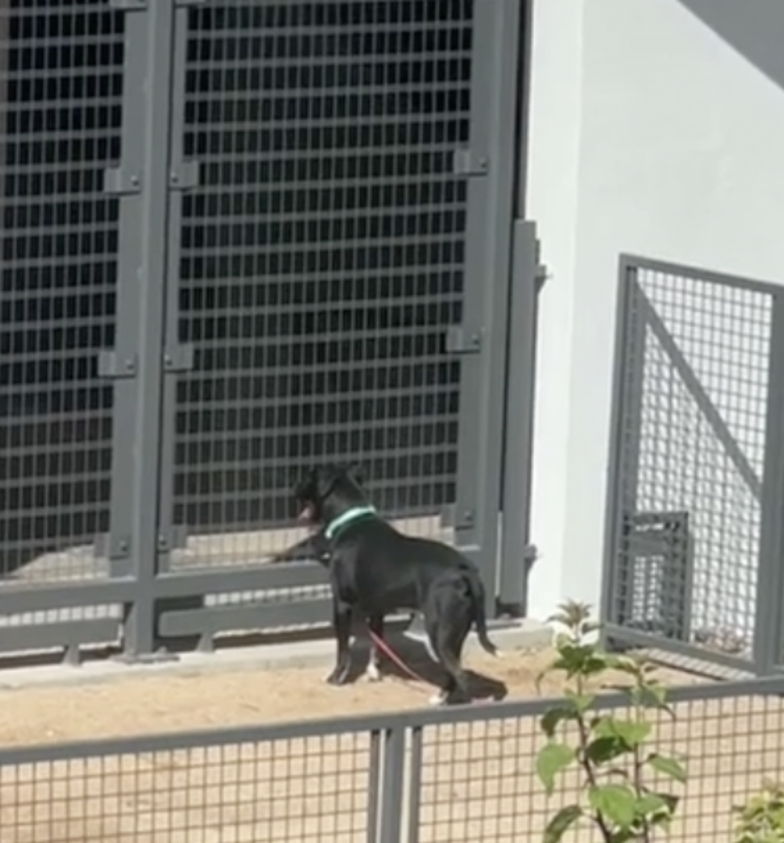 Woman Finds Dog Left All Alone In Park With The Saddest Note - The Dodo