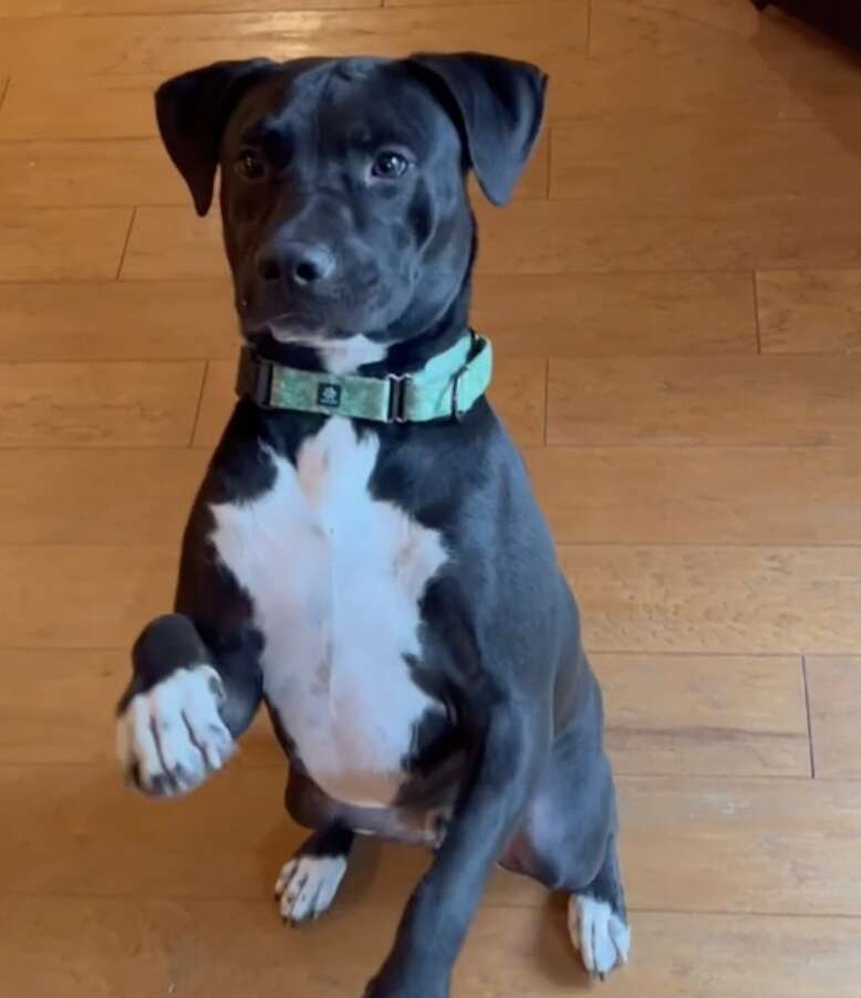 A puppy shows off his tricks.