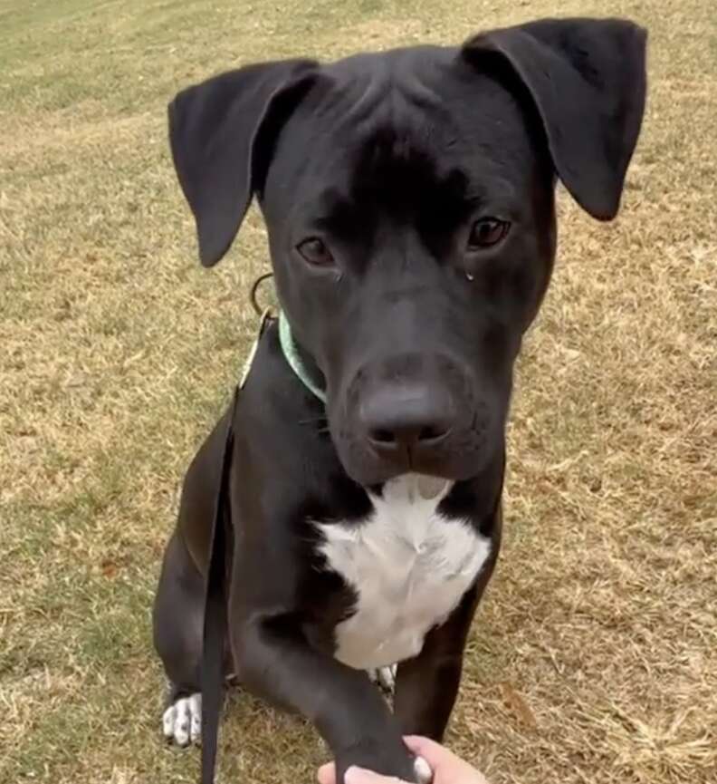 A dog learns how to shake.