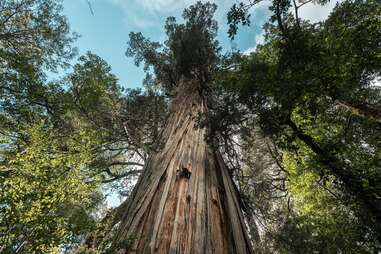 view from bottom of giant tree